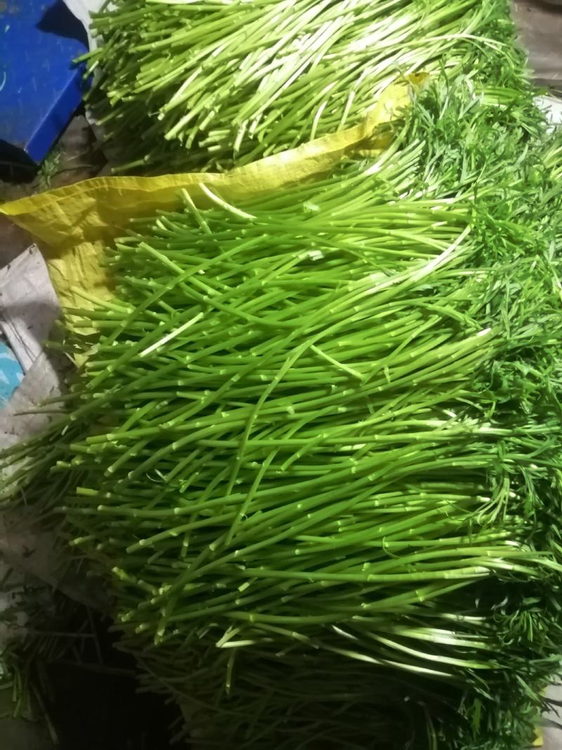 【精品】江苏芦蒿，藜蒿，青白蒿，地头直销，全嫩精品！