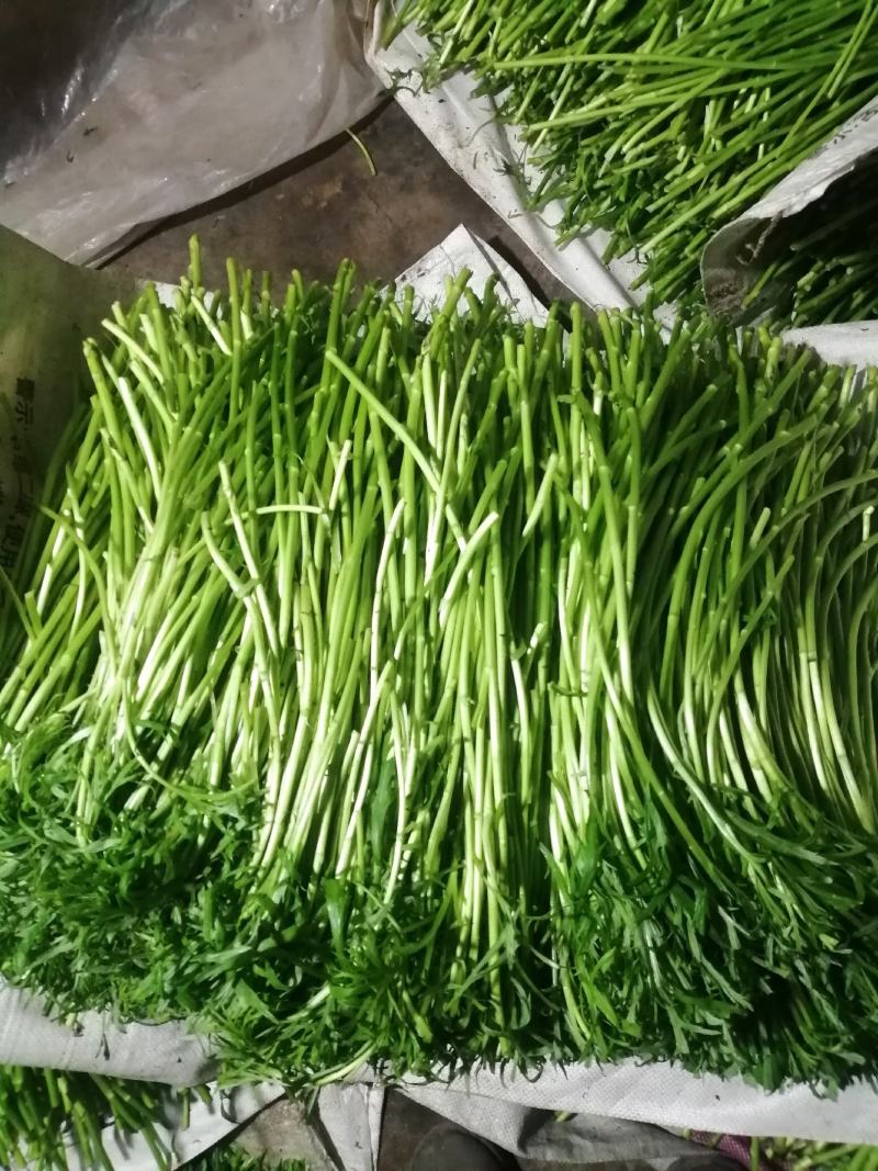 【精品】江苏芦蒿，藜蒿，青白蒿，地头直销，全嫩精品！