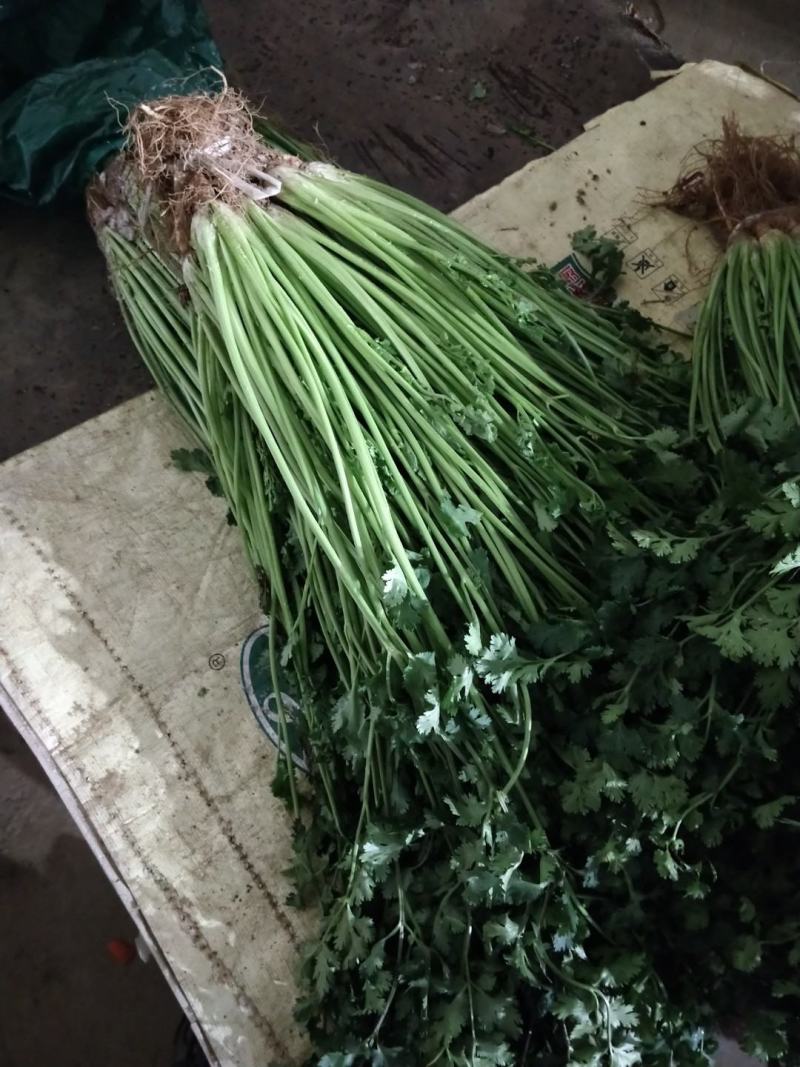 精品冷库香菜批发零售价格美丽！高矮都有！