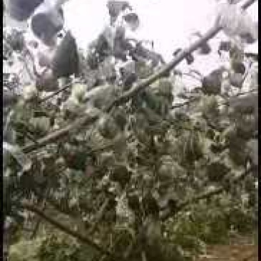 广西壮族自治区平南县青枣大叶枣台湾丝蜜枣