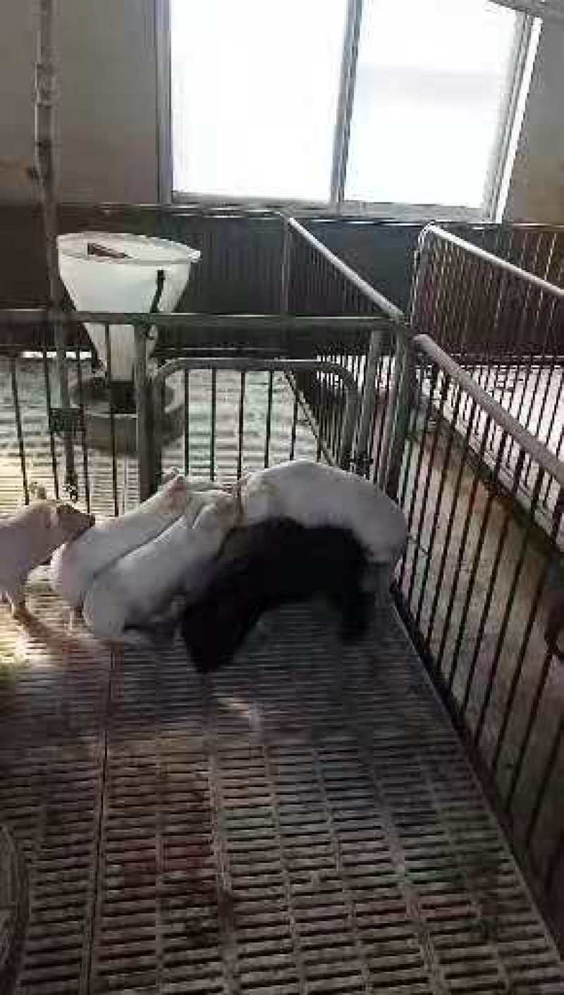 大型猪场常年出售三元，二元优良仔猪品种齐全防疫到位