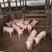 大型猪场常年出售三元，二元优良仔猪品种齐全防疫到位