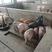 大型猪场常年出售三元，二元优良仔猪品种齐全防疫到位