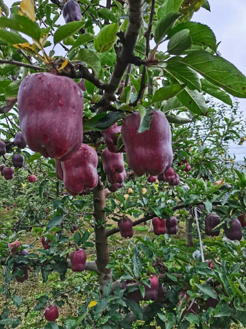 高原花牛苹果，果甜味香
