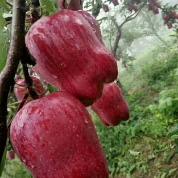高原花牛苹果，果甜味香