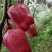高原花牛苹果，果甜味香