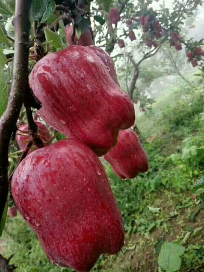 高原花牛苹果，果甜味香