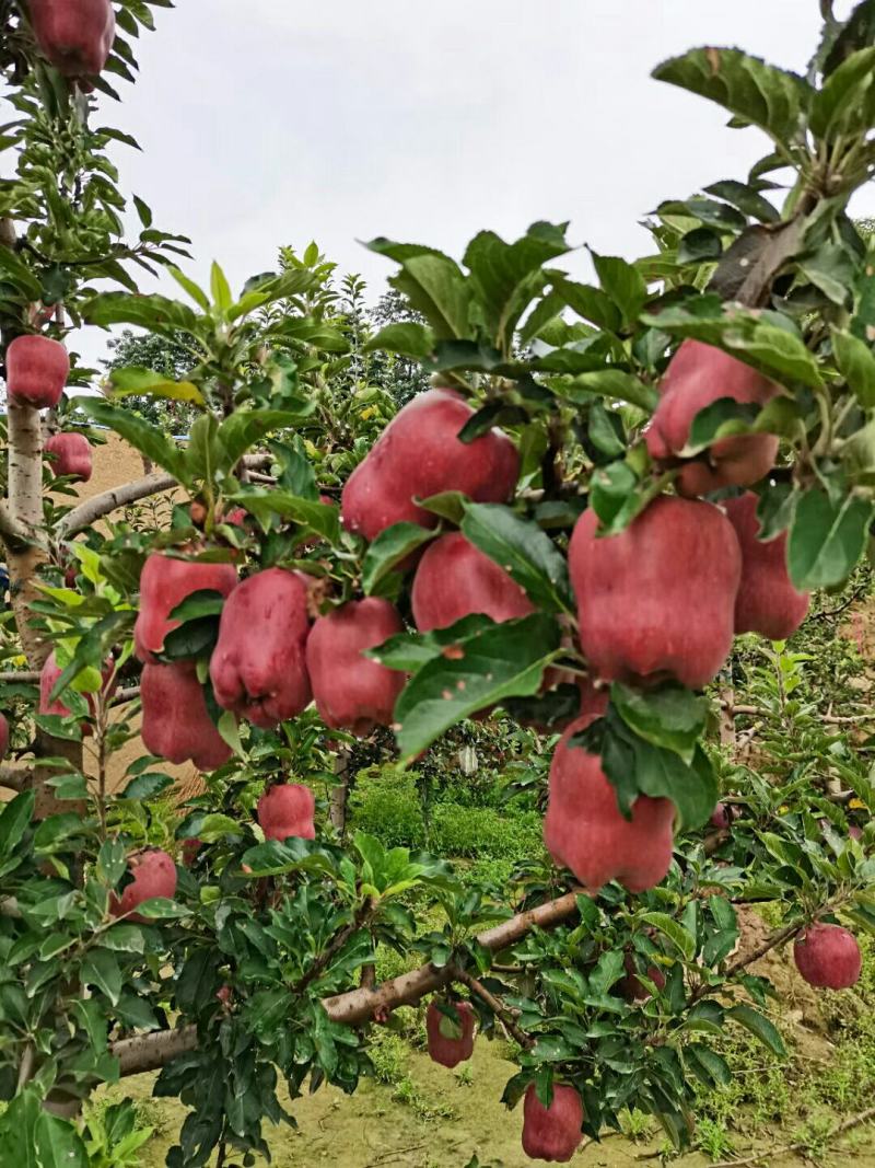 高原花牛苹果，果甜味香