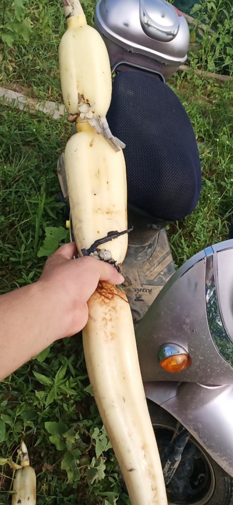 自家种植莲藕3735，藕头藕把免费送，可视频看货，欢迎联系