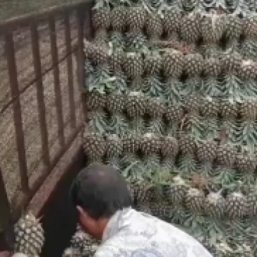 云南香水菠萝！货源充足