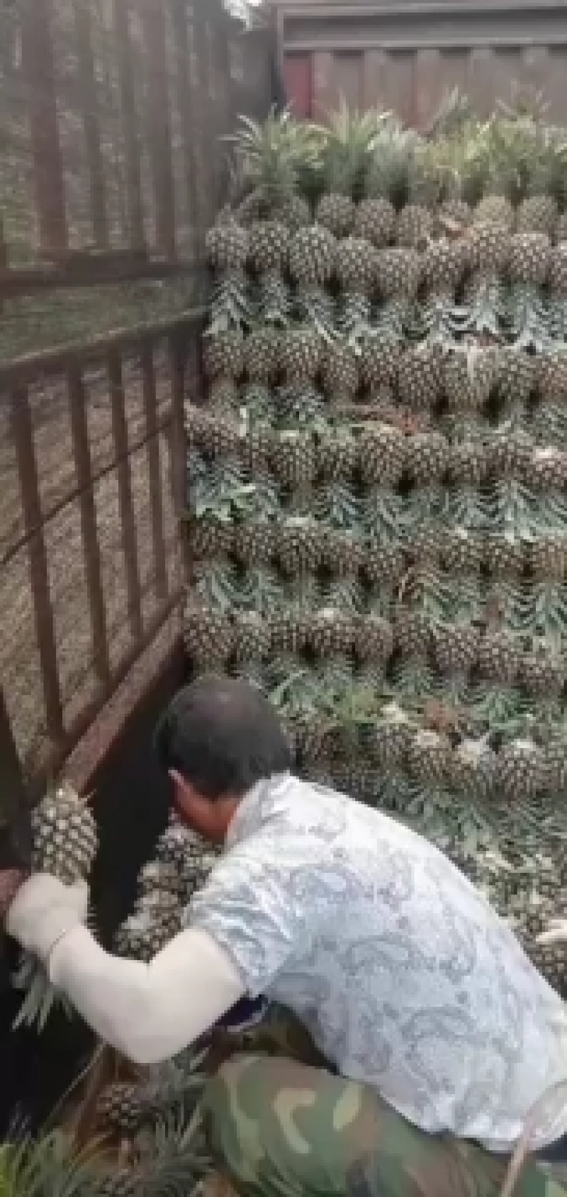 云南香水菠萝！货源充足