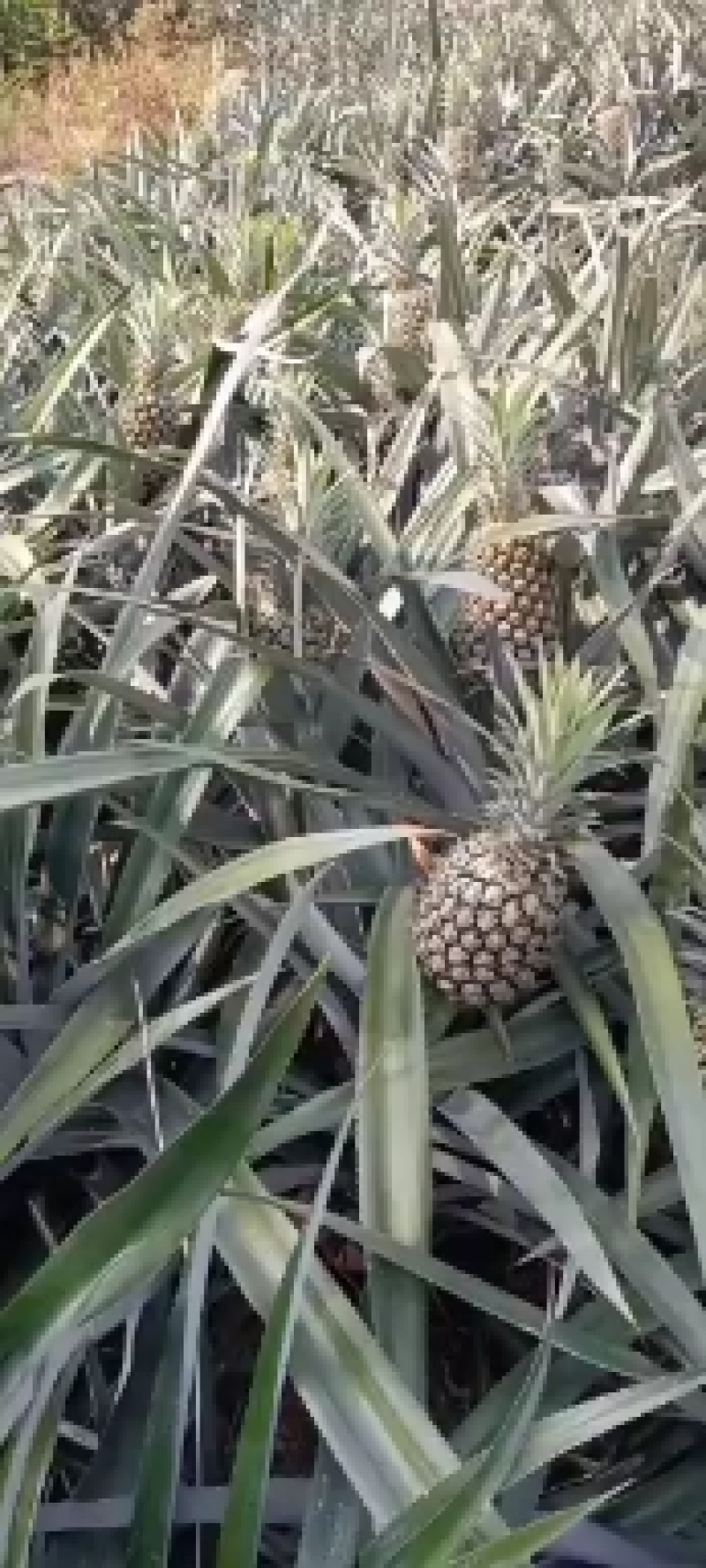 云南香水菠萝！货源充足