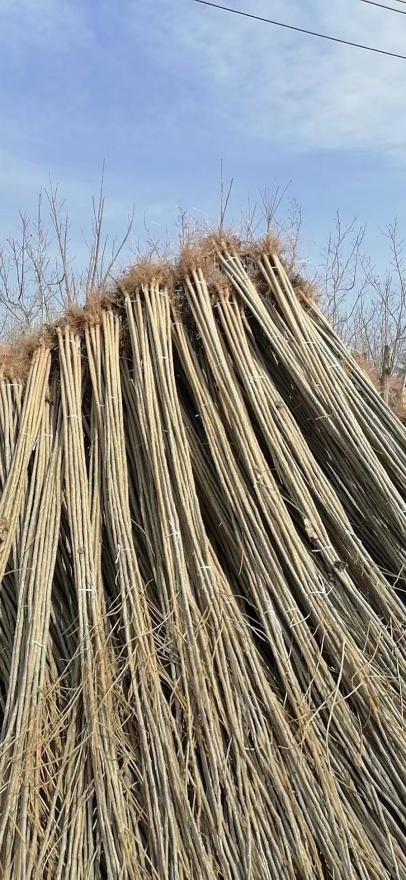 供应杨树苗-107杨树苗-107种条-扦插段