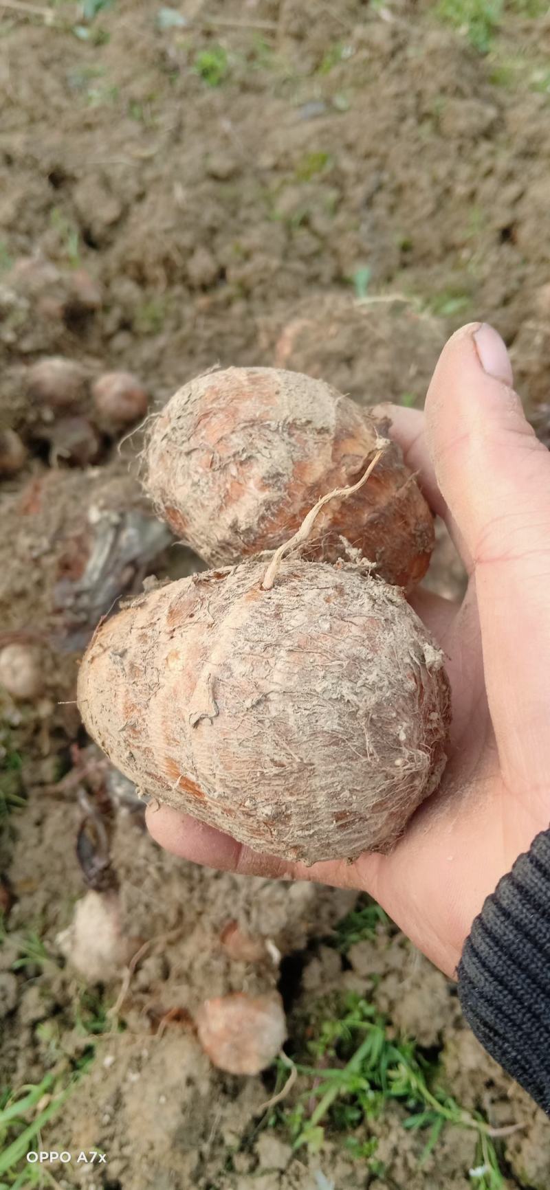 四川芋头，精品毛芋头，芋母现货，每天大量有货欢迎各位老板收购