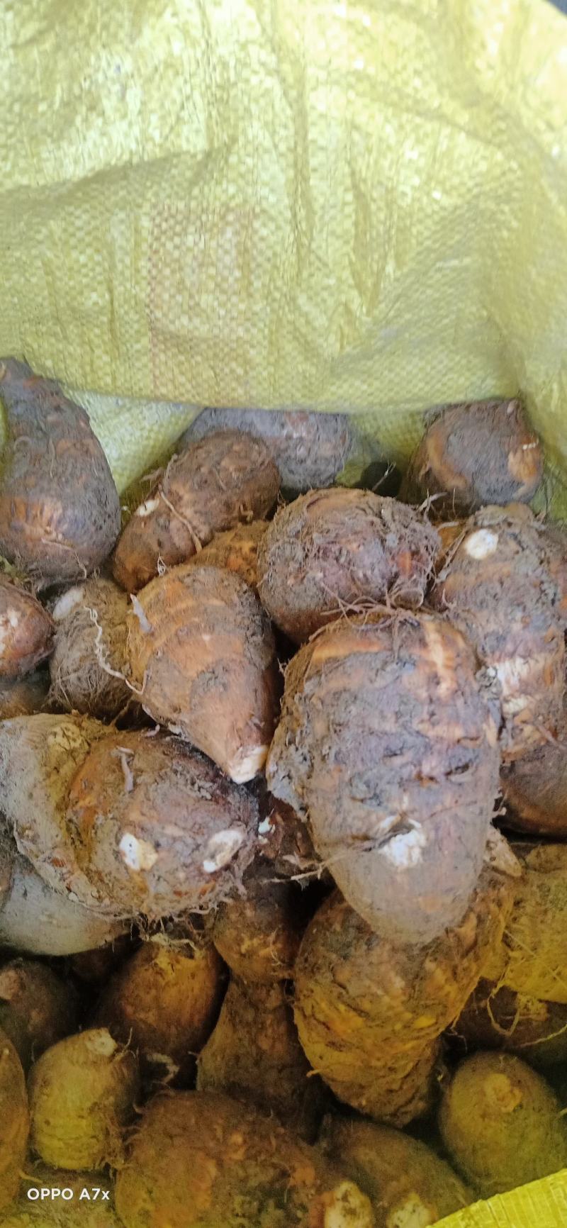 四川芋头，精品毛芋头，芋母现货，每天大量有货欢迎各位老板收购