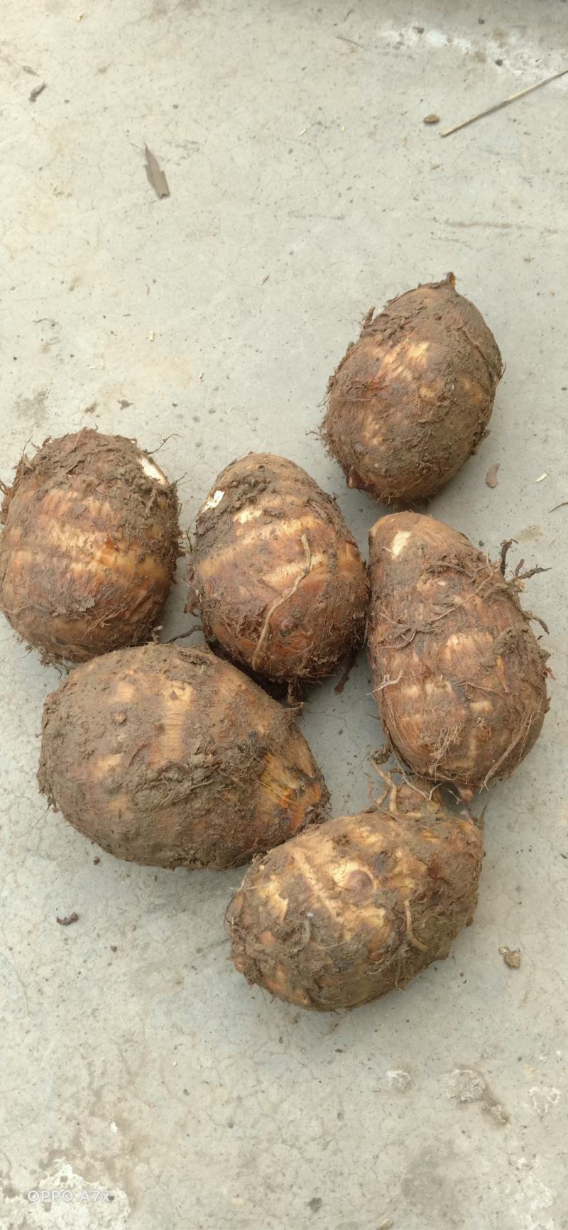 四川芋头，精品毛芋头，芋母现货，每天大量有货欢迎各位老板收购