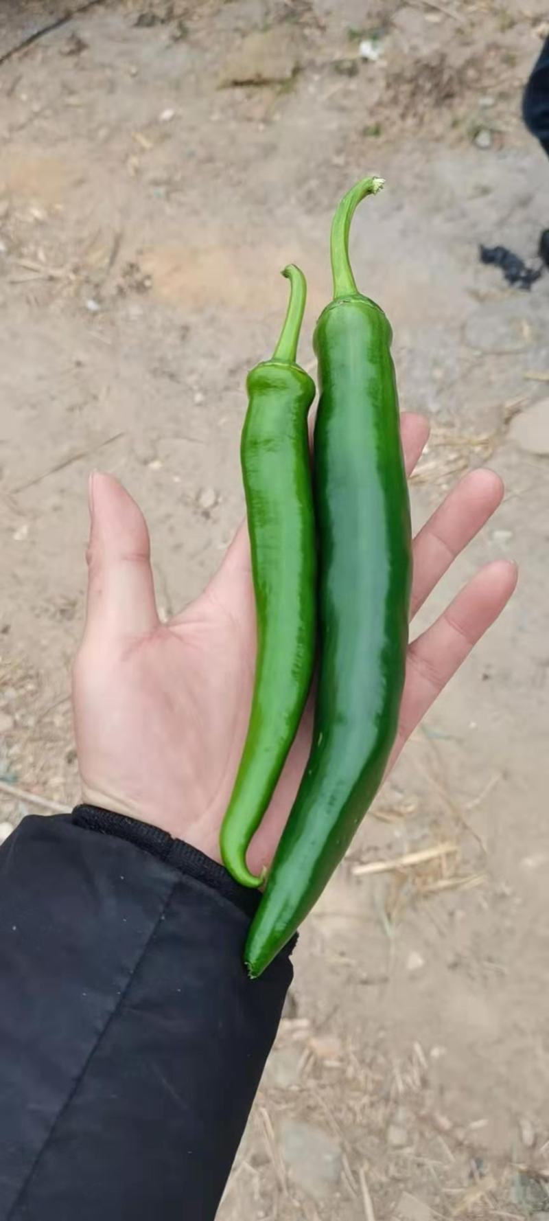 辣椒线椒螺丝椒大辣椒青椒红椒指天椒精品辣椒