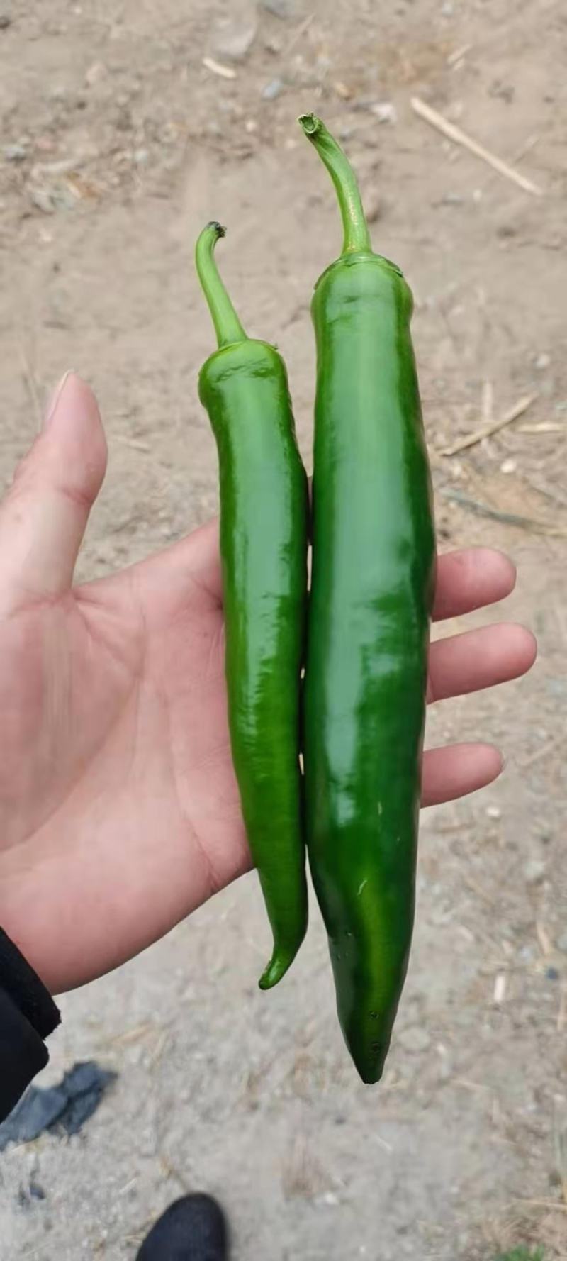 辣椒线椒螺丝椒大辣椒青椒红椒指天椒精品辣椒