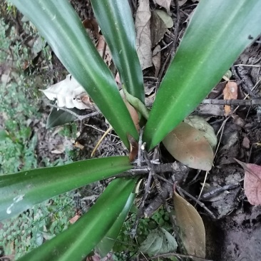 开口箭，包谷七，云南高山好货，鲜货干货，质量保证