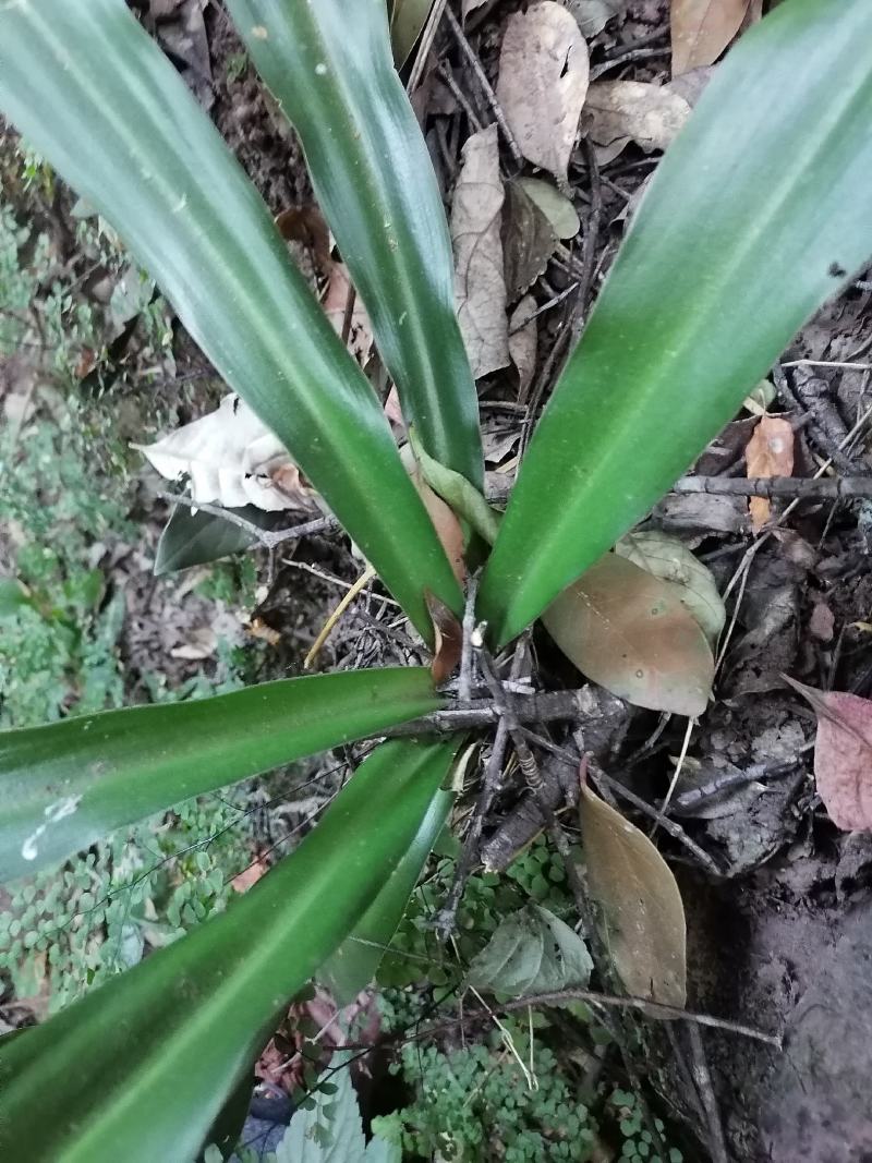 开口箭，包谷七，云南高山好货，鲜货干货，质量保证