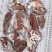 【热卖】羊肝，鲜货速冻质量很好，一手货源量大价优
