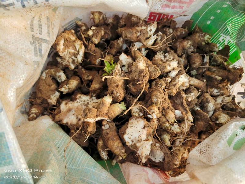 中药材玄参芽改良玄参芽黑参各地种植成活率高，签回收合同