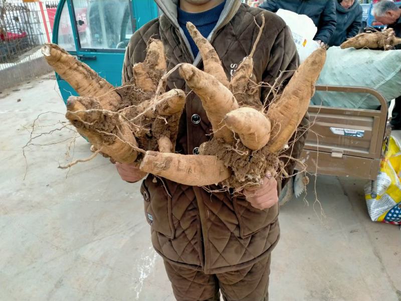 中药材玄参芽改良玄参芽黑参各地种植成活率高，签回收合同