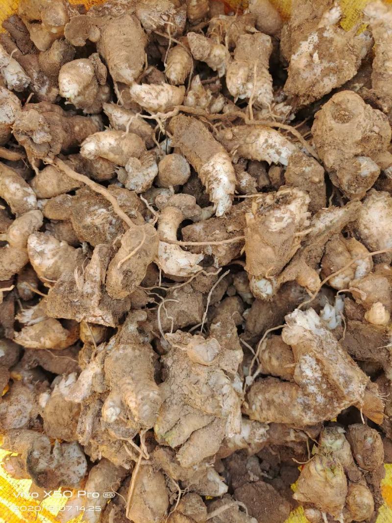 中药材玄参芽改良玄参芽黑参各地种植成活率高，签回收合同