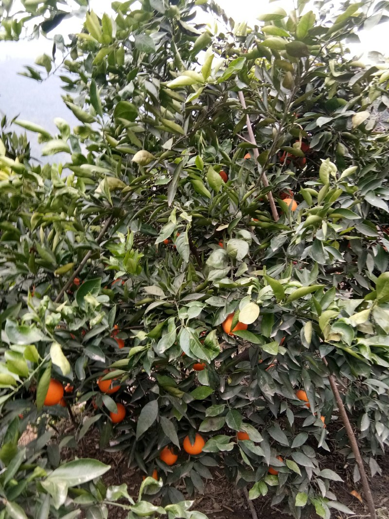 奉节脐橙，长虹，圆红，65起