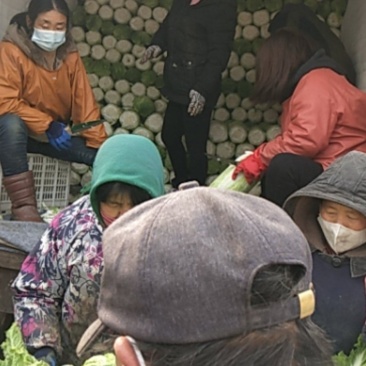 玉田县大安镇丁家街北京新三号井水灌溉好白菜，诚信合作