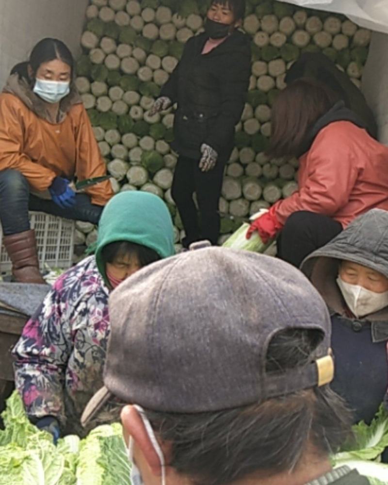 玉田县大安镇丁家街北京新三号井水灌溉好白菜，诚信合作