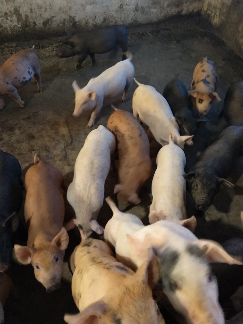 健康猪，母猪场，品质好