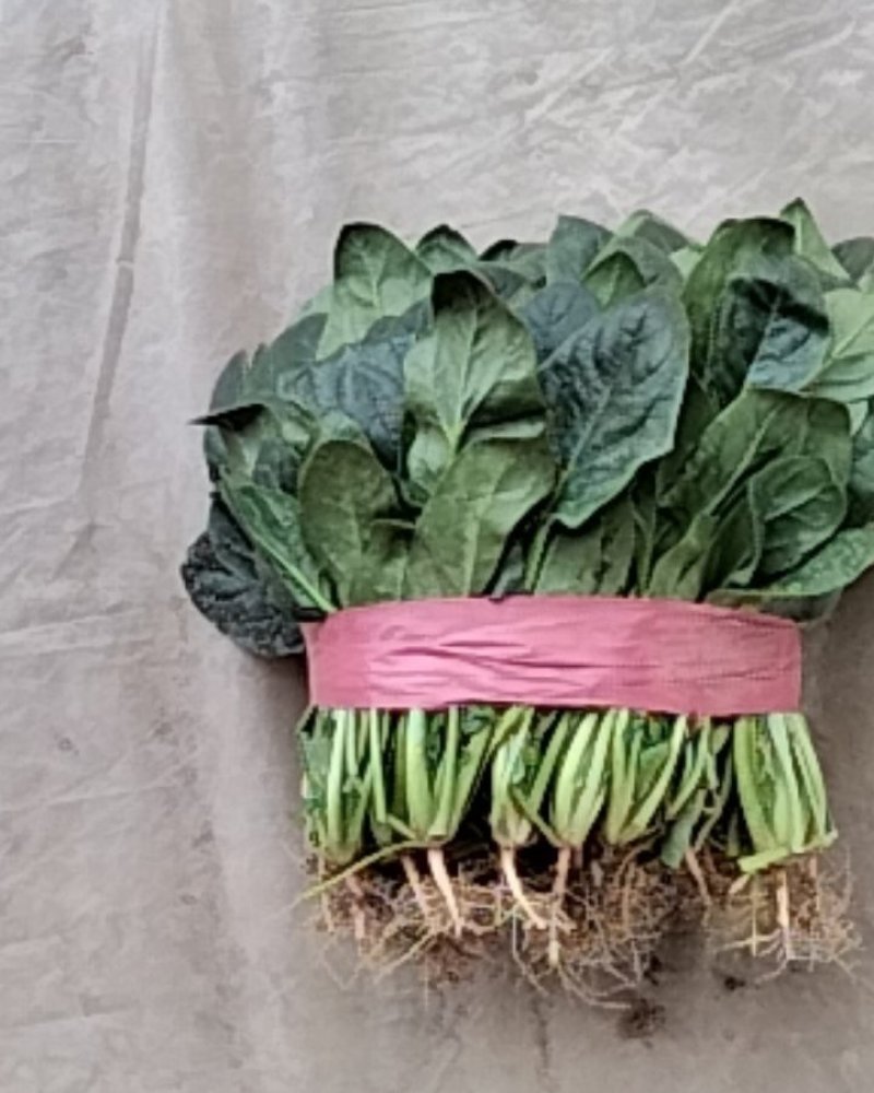 河南滑县大叶菠菜大量上市中，望各位老板前来订购