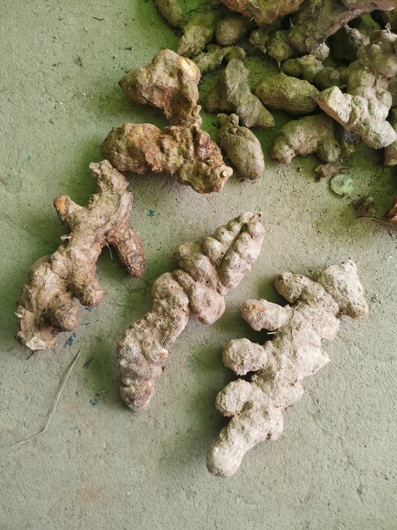 广西大山里的土茯苓，深山野生土茯苓现挖现卖，新鲜又白肉