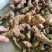 广西大山里的土茯苓，深山野生土茯苓现挖现卖，新鲜又白肉