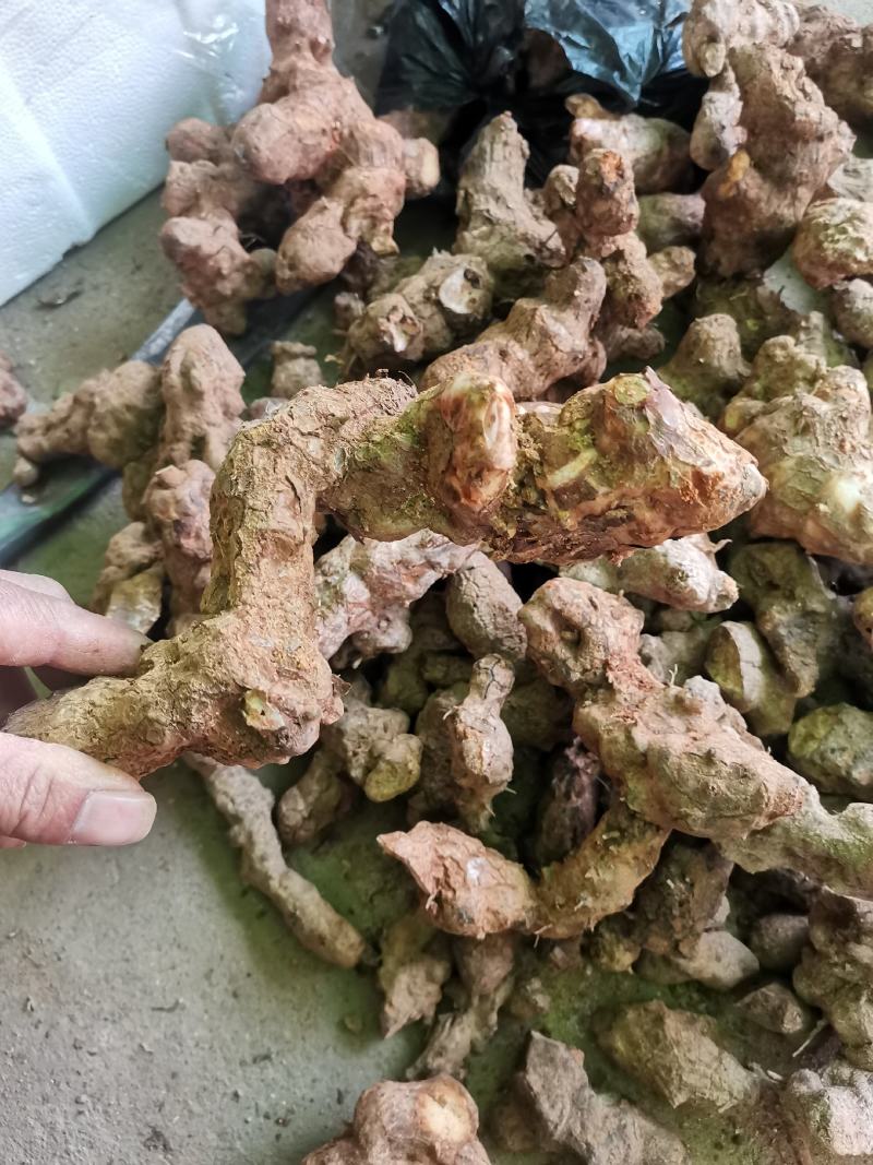 广西大山里的土茯苓，深山野生土茯苓现挖现卖，新鲜又白肉