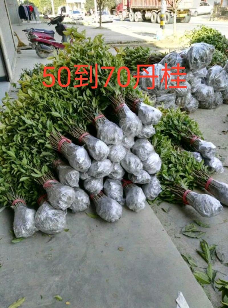丹桂苗，红花丹桂2到5公分可零售发货，