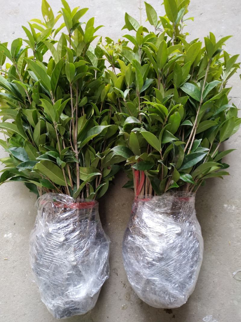 丹桂苗，红花丹桂2到5公分可零售发货，