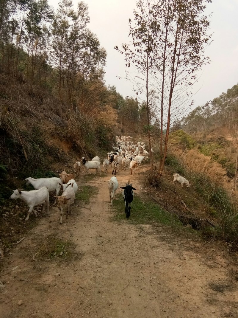 常年大量供应原生态放养山羊、种羊，免费教学全套技术。