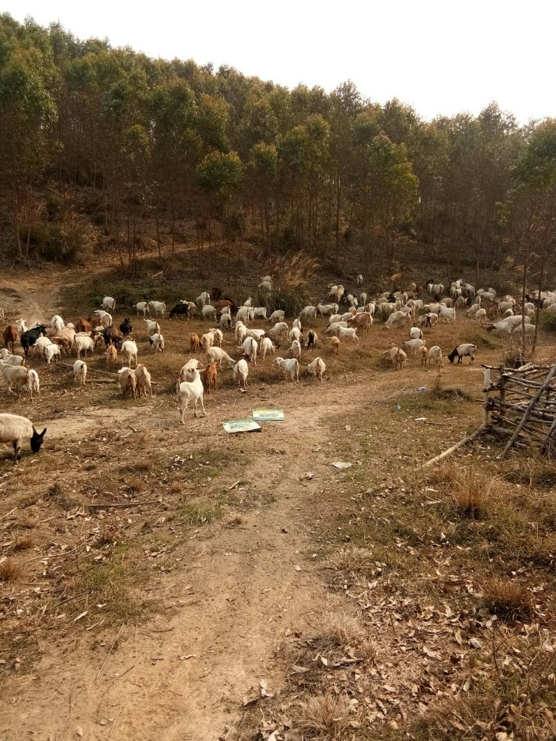 常年大量供应原生态放养山羊、种羊，免费教学全套技术。
