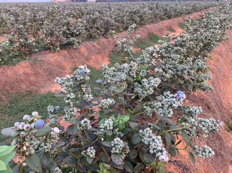 蓝莓苗云南高原蓝莓苗发新，灿烂，比洛克西，