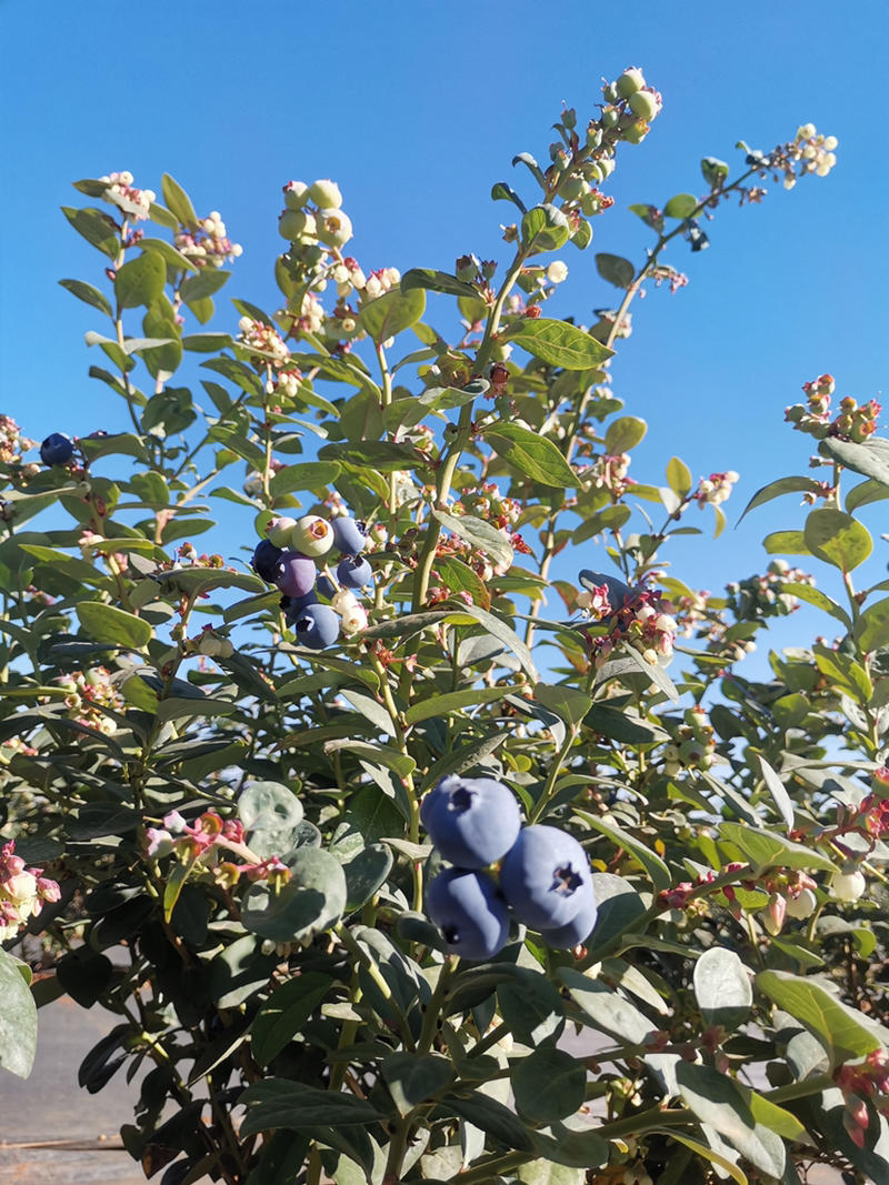 蓝莓苗云南高原蓝莓苗发新，灿烂，比洛克西，