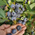蓝莓苗云南高原蓝莓苗发新，灿烂，比洛克西，