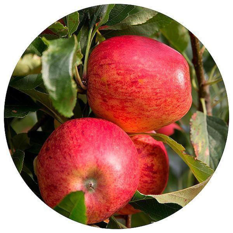 爱妃苹果苗保证品种包成活包结果支持技术指导可签合同