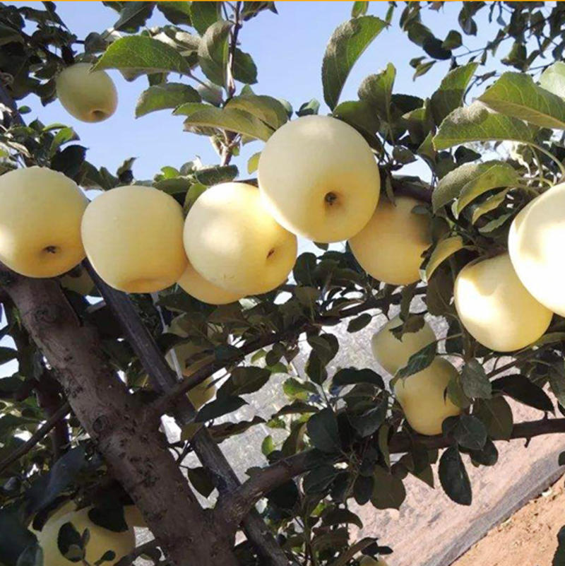 黄金帅苹果苗保证品种可签合同支持技术指导南北方可种植