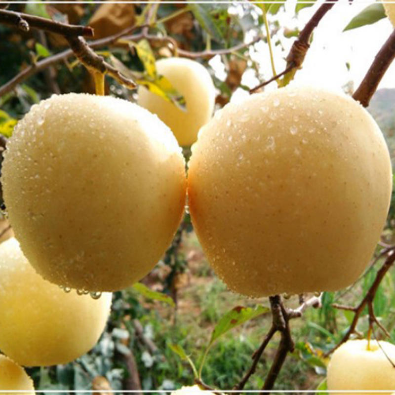 黄金帅苹果苗保证品种可签合同支持技术指导南北方可种植