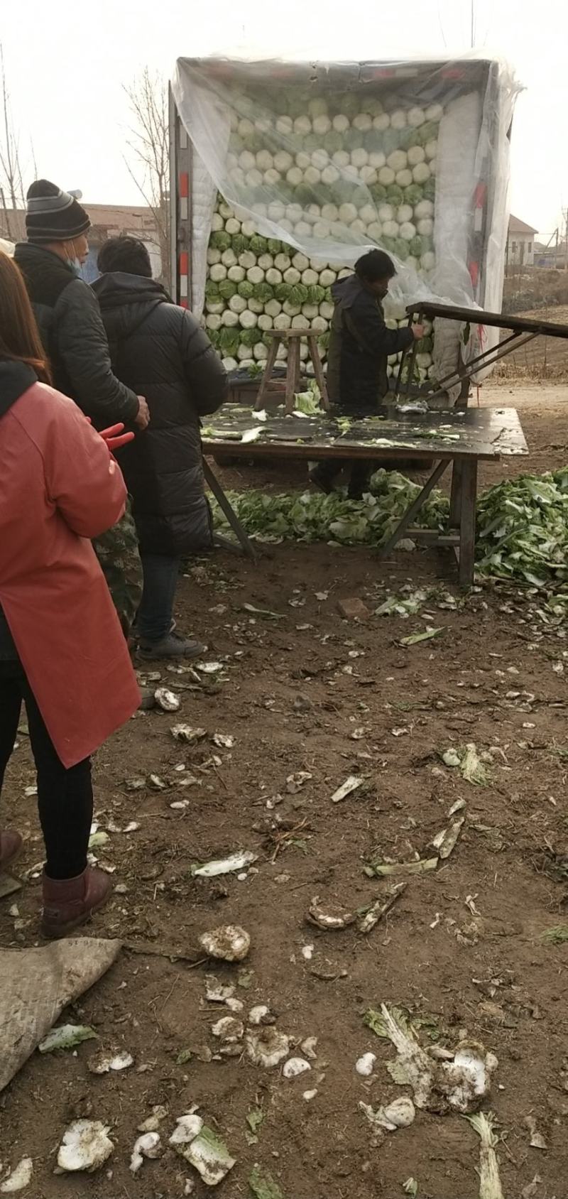 玉田县大安镇丁家街北京新三号井水灌溉好白菜，诚信合作