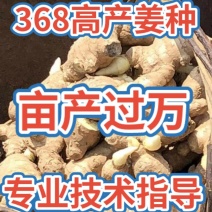 四川【368高产王姜种】产地直销。专业技术指导。亩产过万