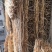龙桑树龙桑苗子工艺品编制需要龙桑枝条每年供应基地直销