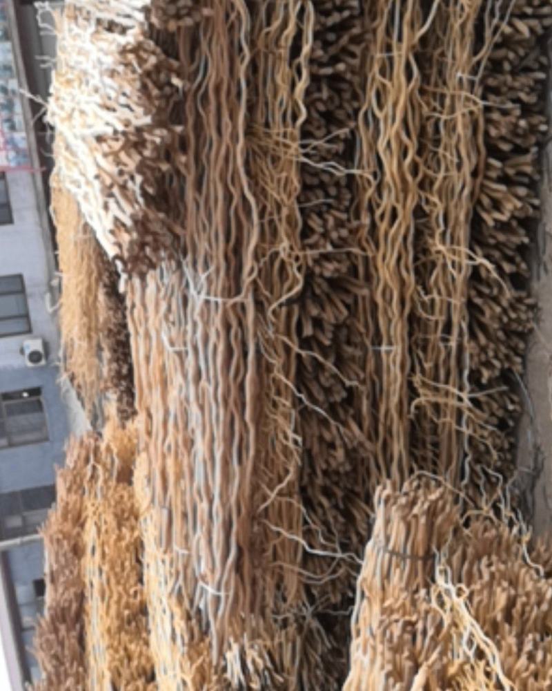 龙桑树龙桑苗子工艺品编制需要龙桑枝条每年供应基地直销